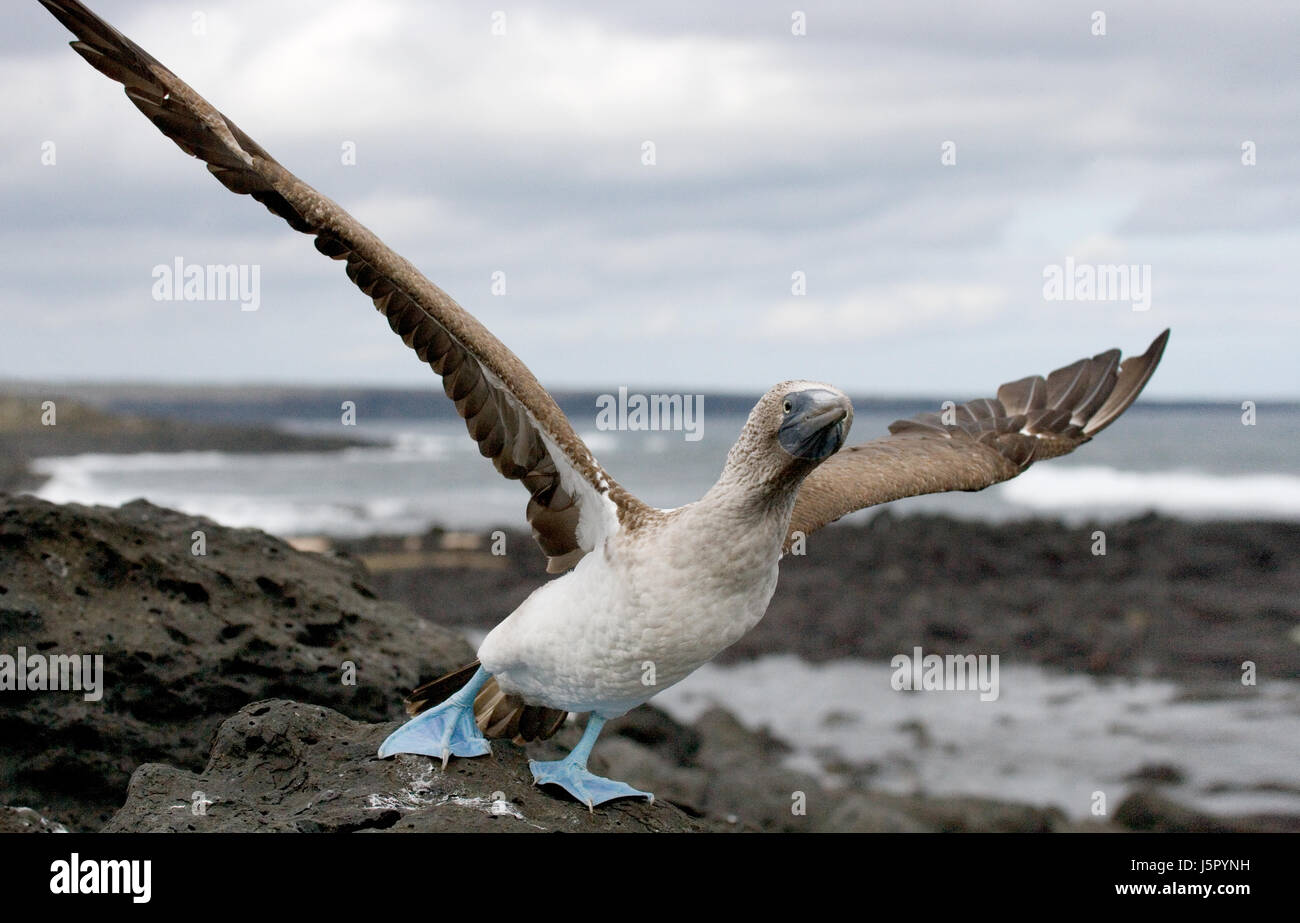 Blue-footed booby taking off. The Galapagos Islands. Birds. Ecuador