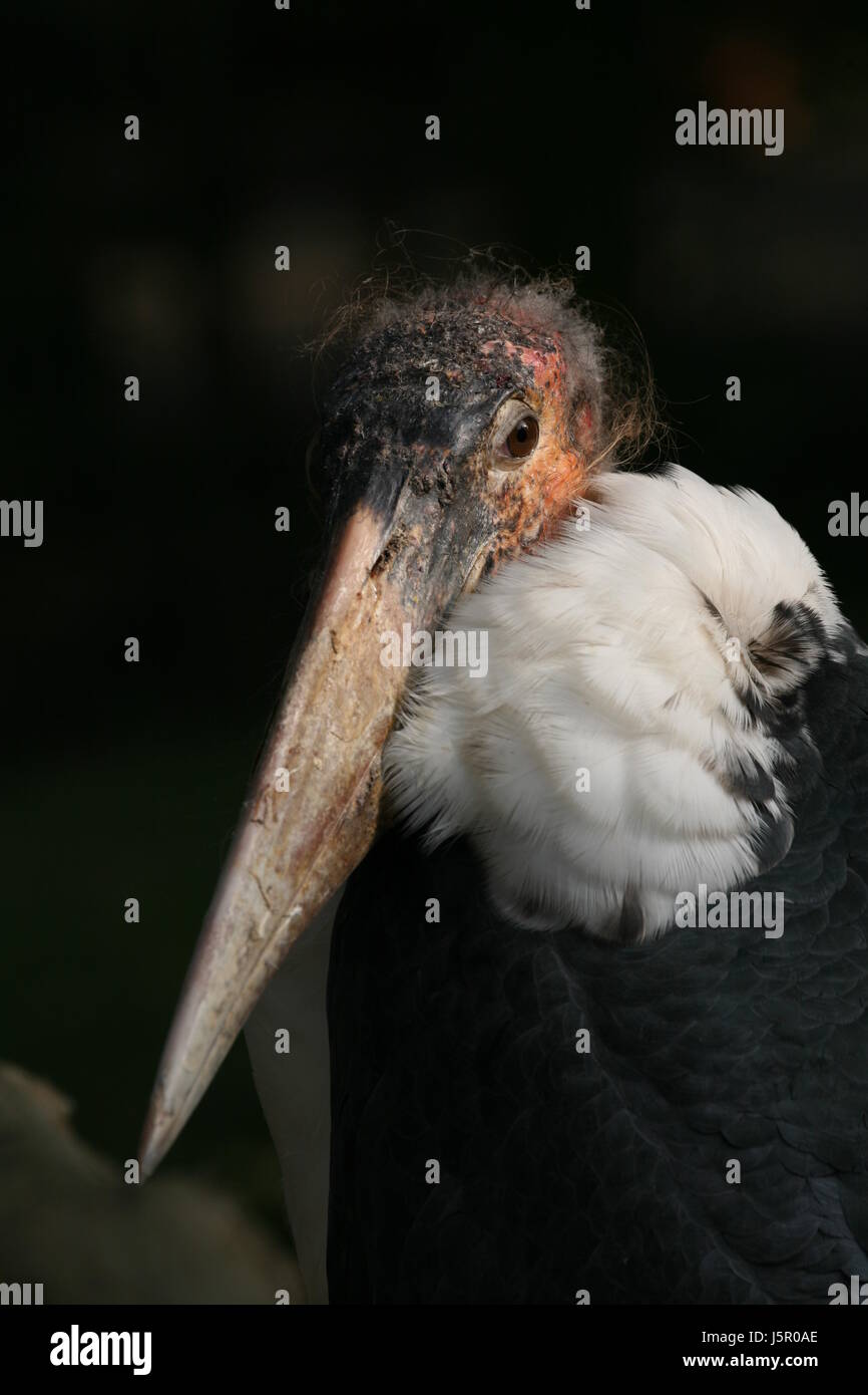 bird birds feathers beak scavenger exotic feathering striking beaks