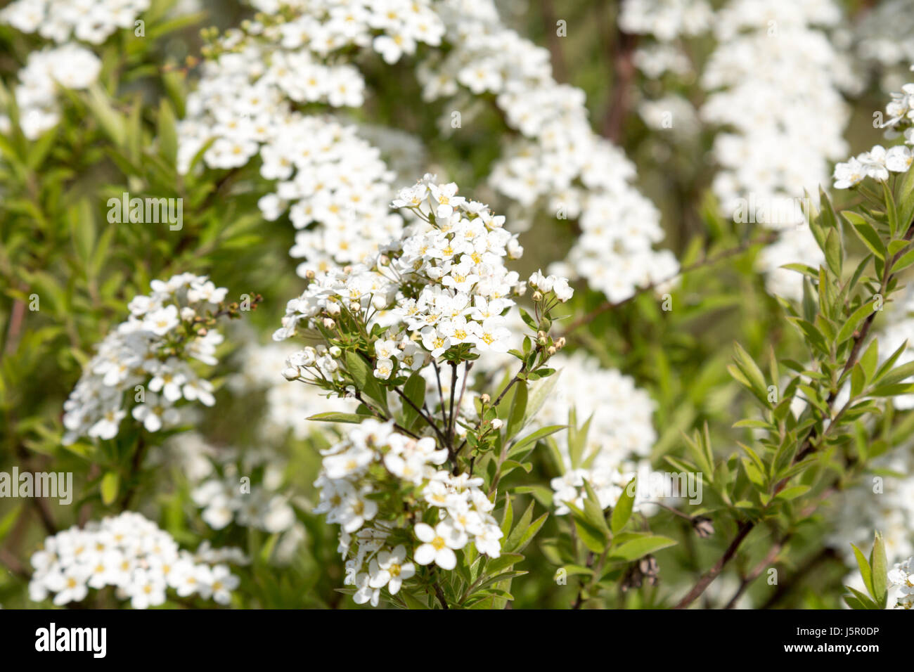 White flowering fresh jasmine flowers on a jasmine tree with green leaves in summer Stock Photo