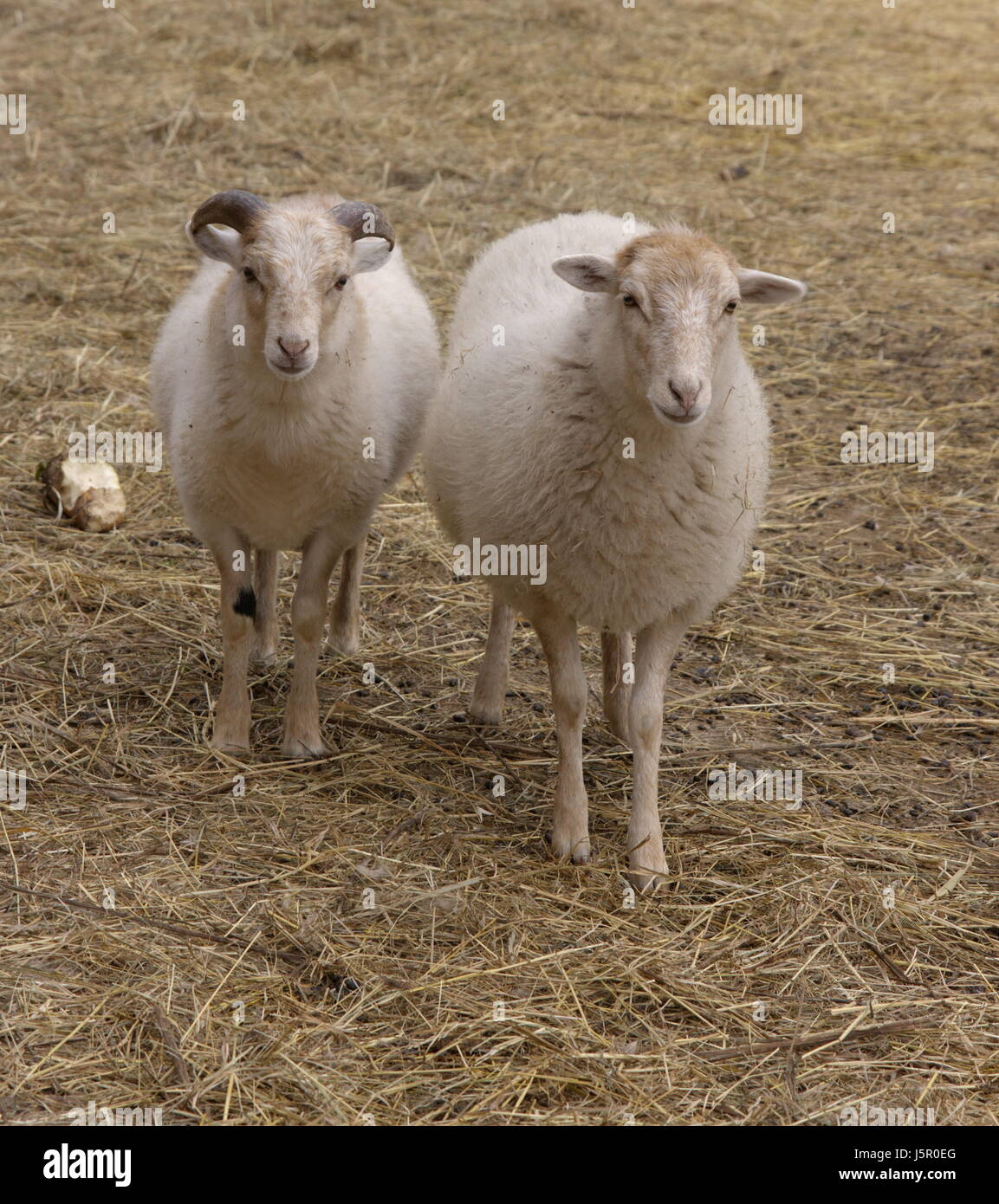 animal sheep creature farm farm animal vertebrate hoofed animal nature ...