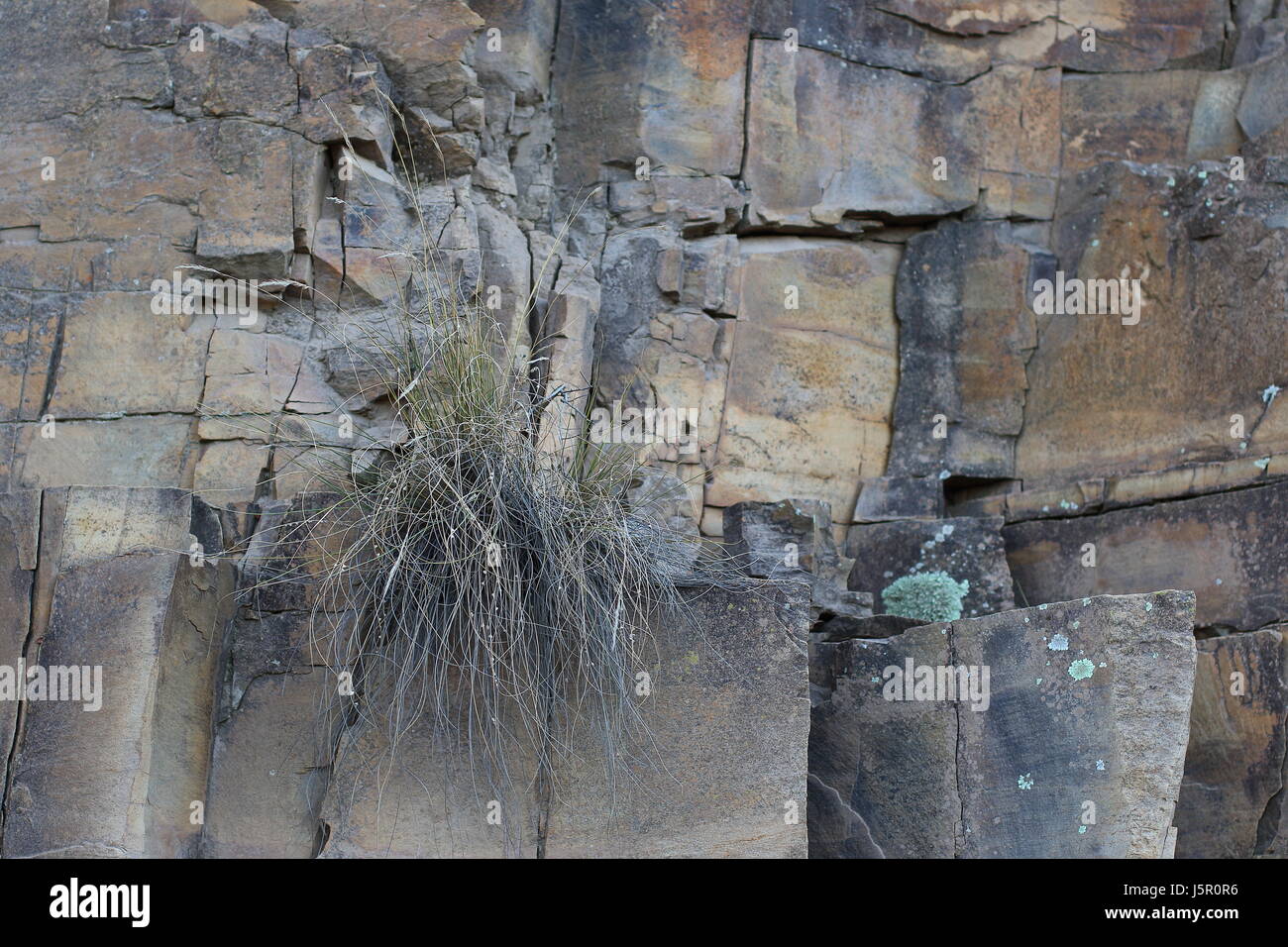 Unwavering High Resolution Stock Photography and Images - Alamy