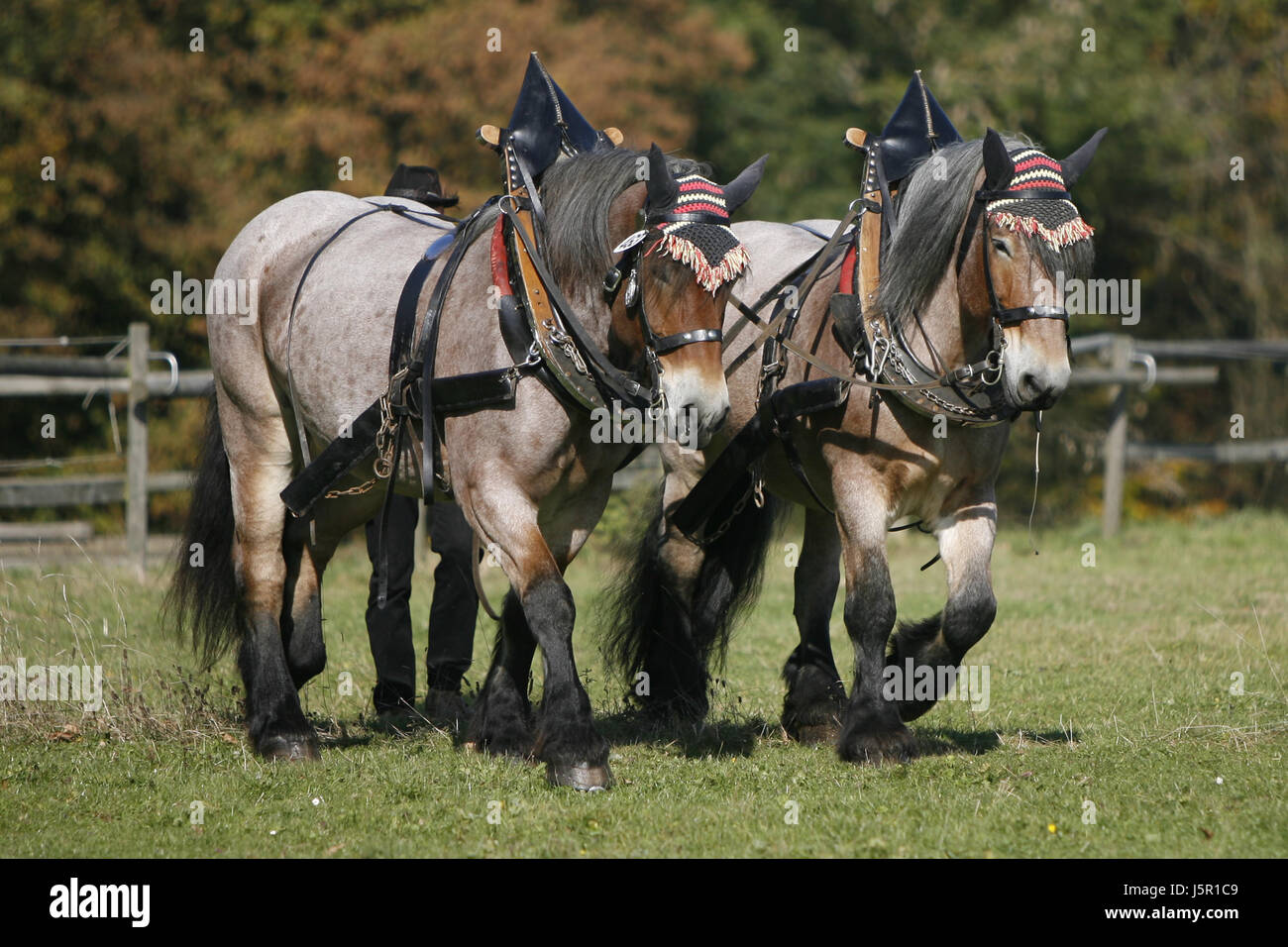 beautiful beauteously nice horse cold strong jewelry jewellery horses  harness Stock Photo - Alamy