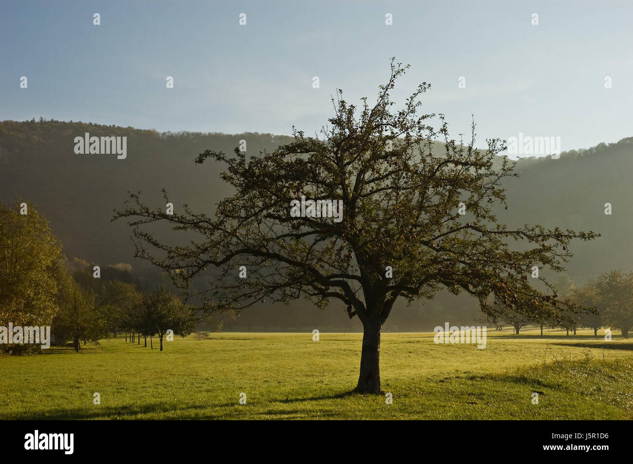 the apple tree Stock Photo - Alamy