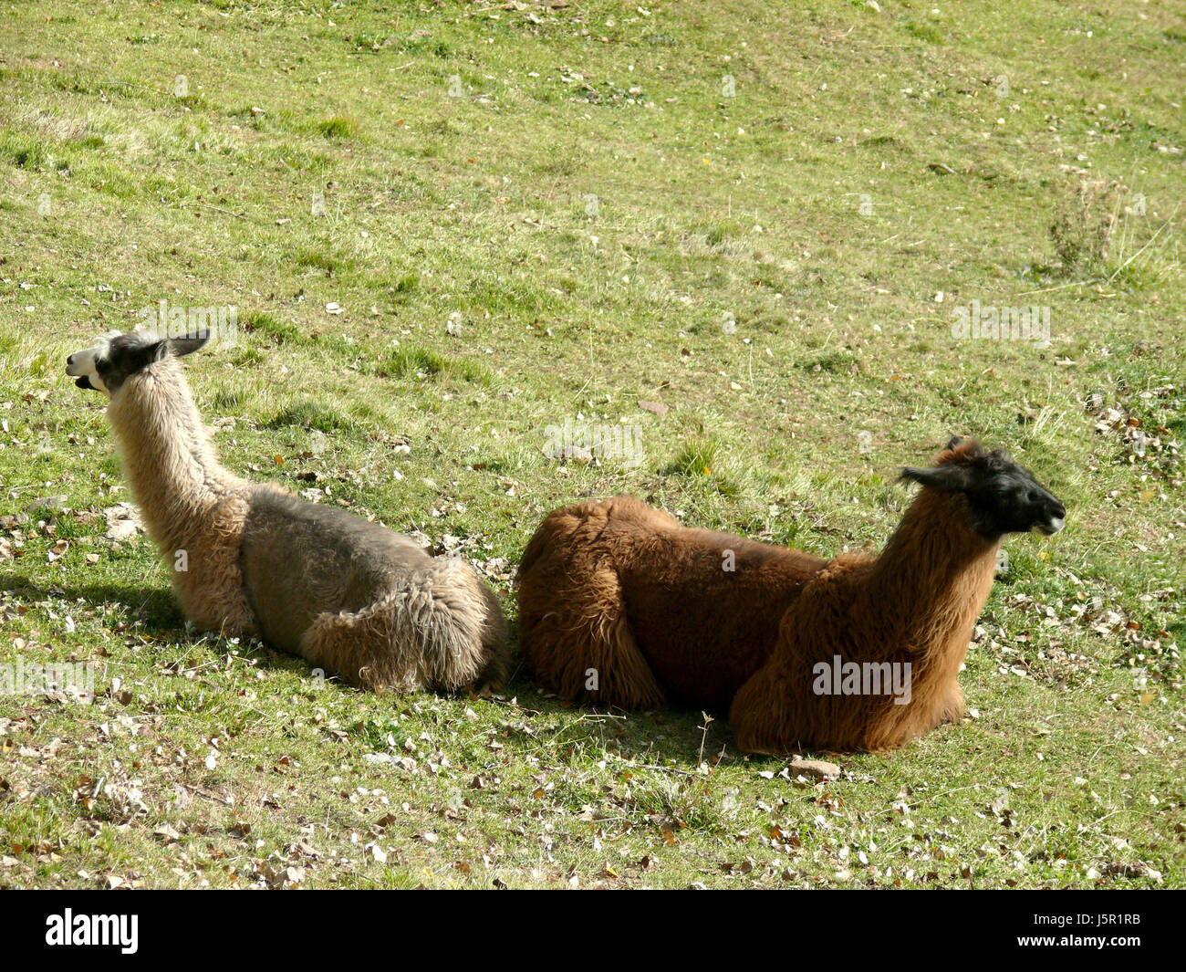 animals skin wool peaceful tired meadow mountain llama two fall autumn lamas Stock Photo
