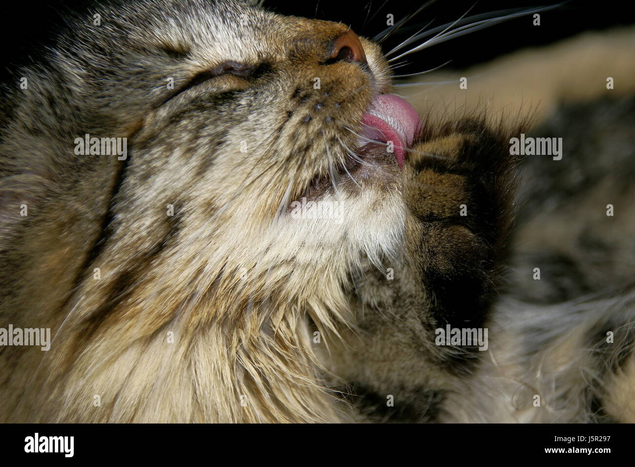 Lick in norwegian Lick in norwegian share your