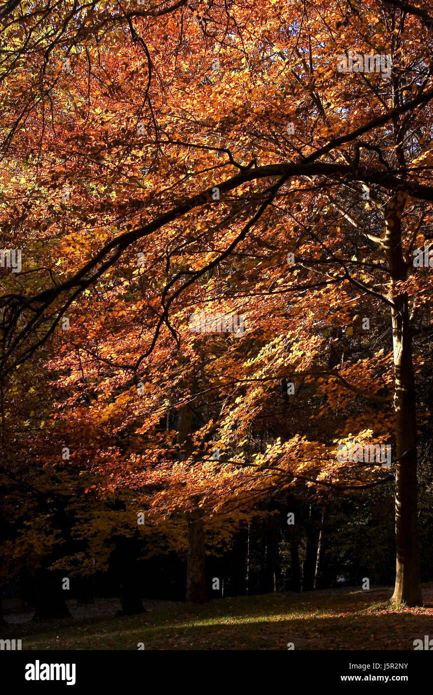 book leaf tree green leaves coloured colourful gorgeous multifarious ...