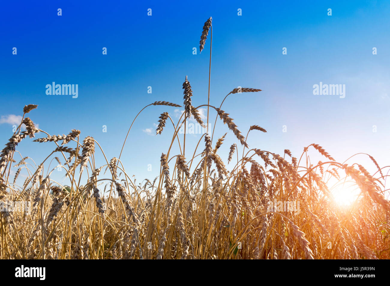 Ears of wheat on sky background Stock Photo - Alamy