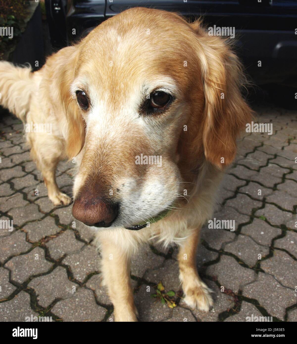 pets,dog,blond,gold,tieren,goldenretreiber,mascota Stock Photo