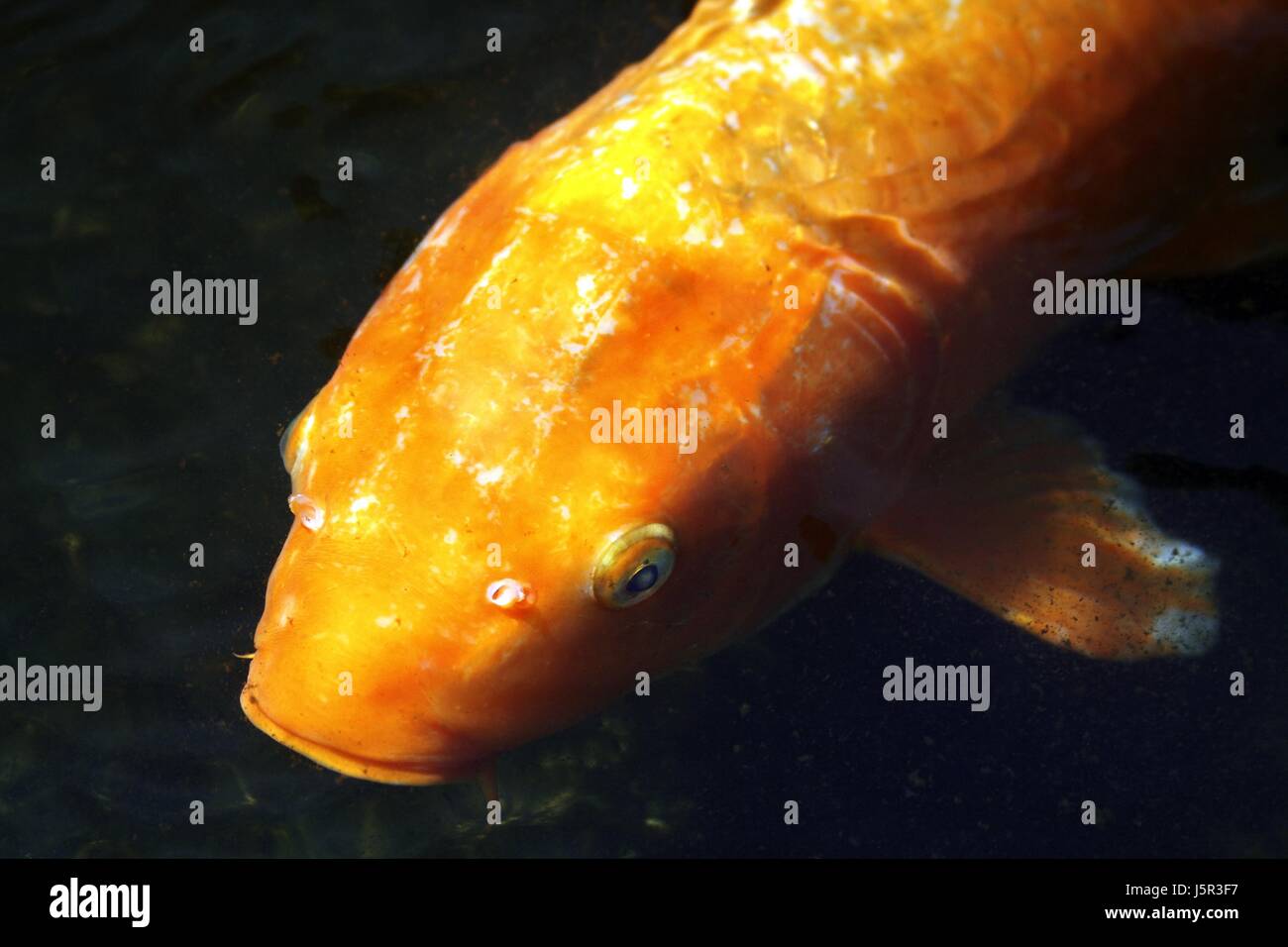 far east animal asia fish hovel bright shiny fresh water pond water landscape Stock Photo