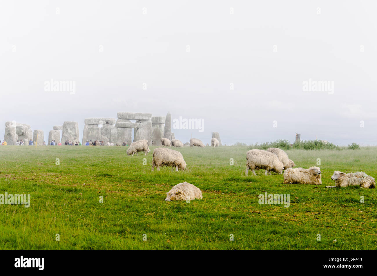 Sheep grazing and resting by Stonehenge on a foggy day Stock Photo