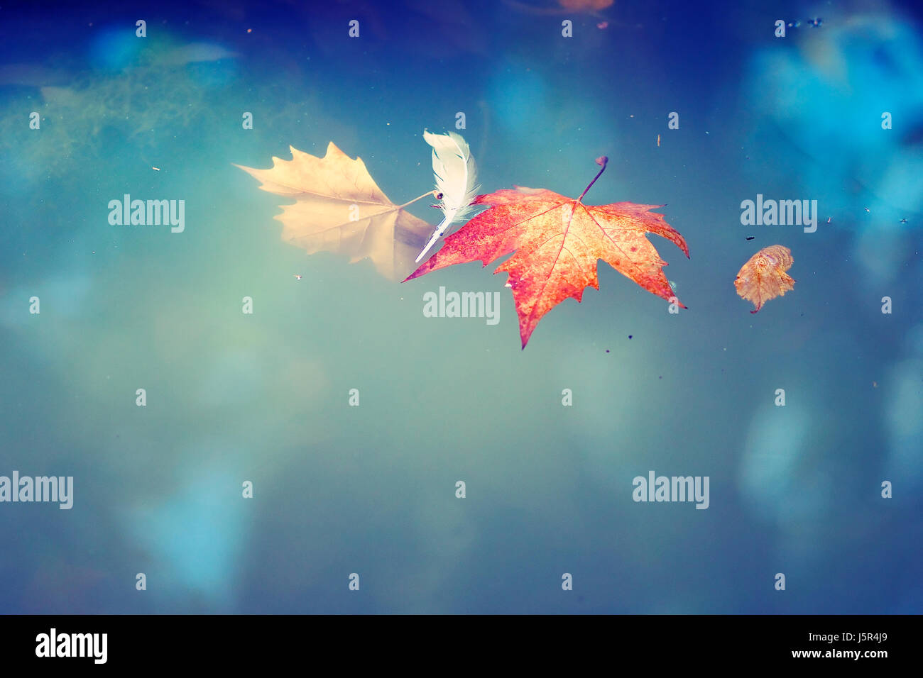 Autumn season. Floating leaves on the water Stock Photo - Alamy
