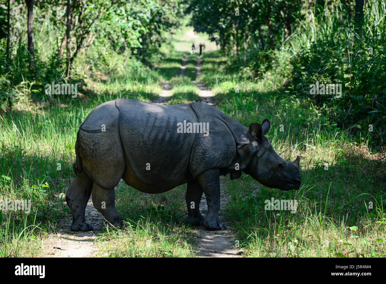 Tourismus chitwan nepal hires stock photography and images Alamy
