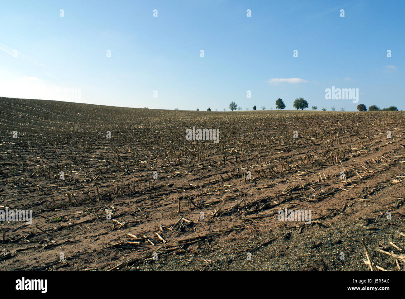 tree trees horizon agriculture farming field acre stubble field harvested Stock Photo
