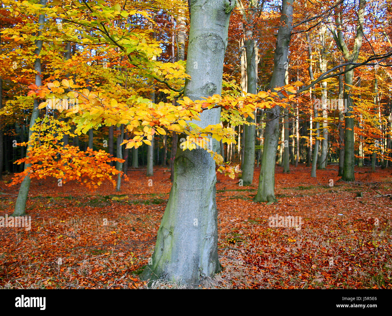 33+ Book Tree And Leaf Gif