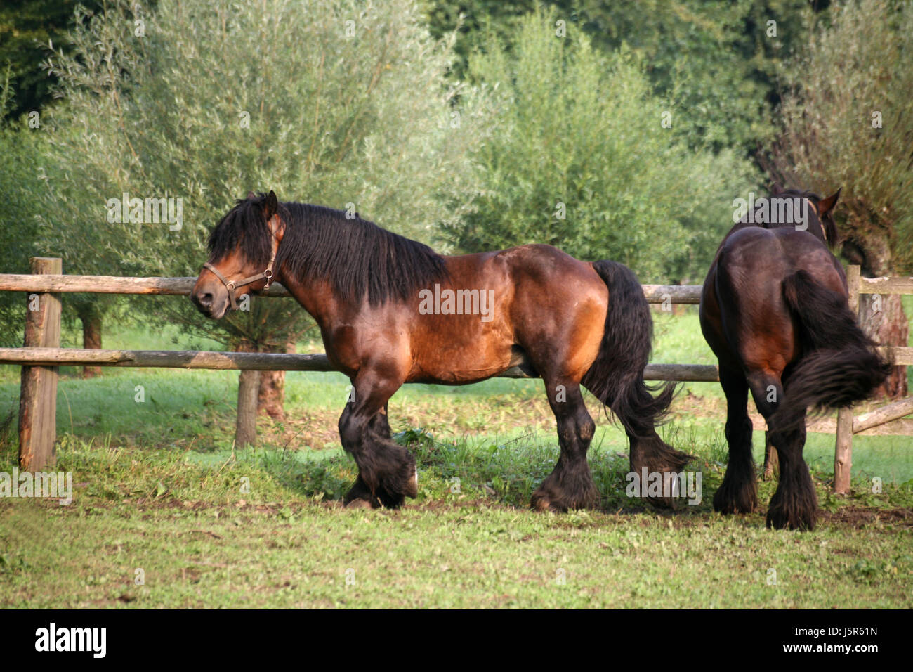 horse animal brown brownish brunette strong agriculture farming horses halter Stock Photo