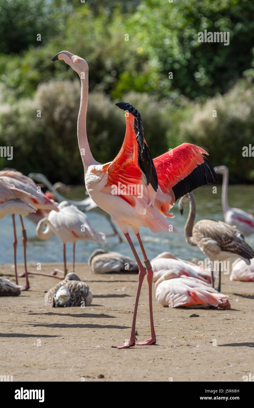 A captive Flamingo spreads its wings at the WWT Slimbridge reserve in Gloucestershire, England. Stock Photo