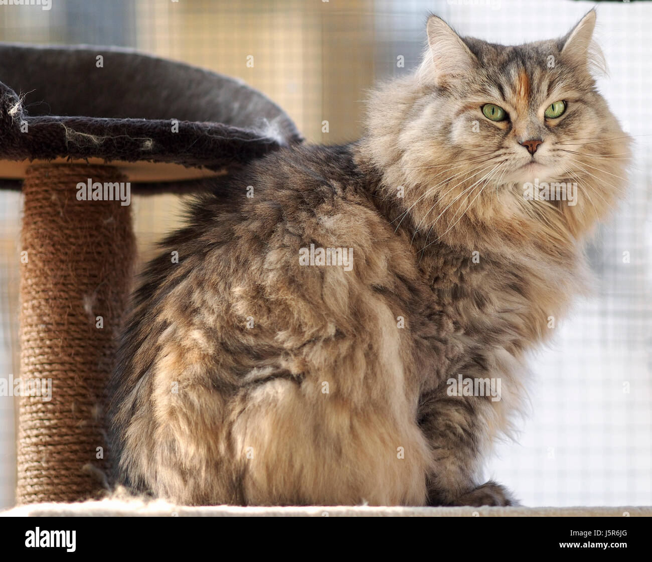 Portrait of a Siberian female cat Stock Photo