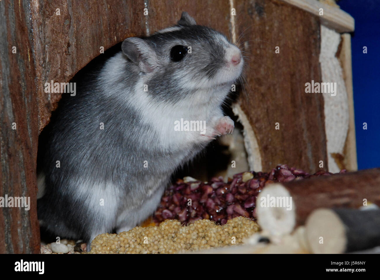 mammal rodent mongolian mouse meriones unguiculatus rennmaus mongolische Stock Photo
