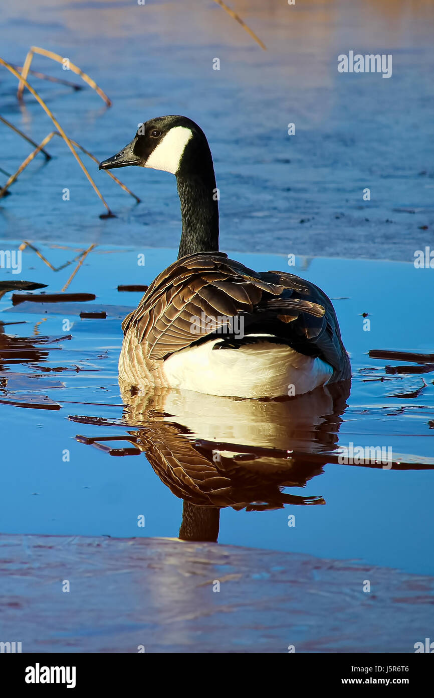 Goose Cold A Canada Goose swimming in cold frozen water Stock Photo - Alamy