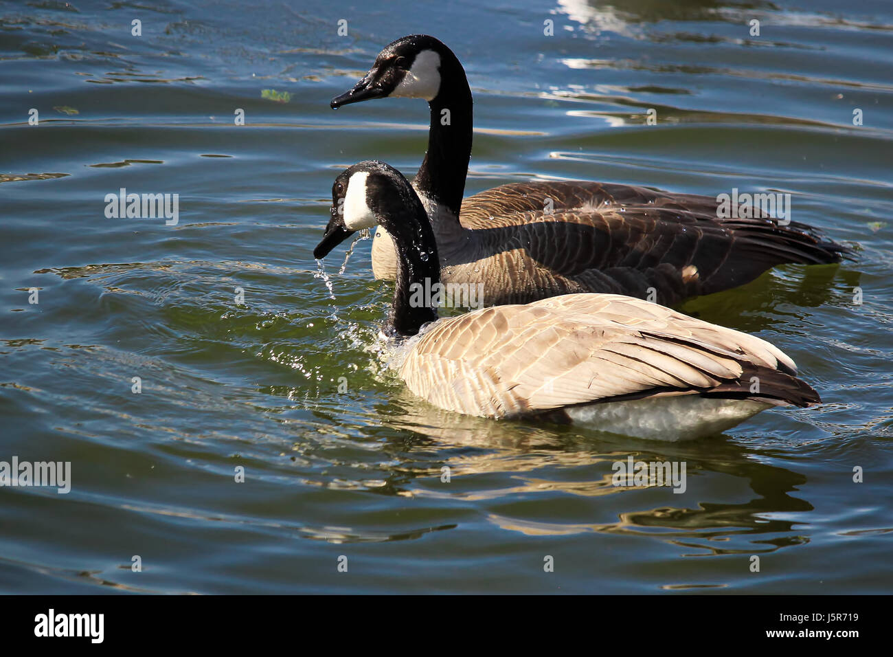 A pair of Canadian Geese washing themselves in water. Stock Photo