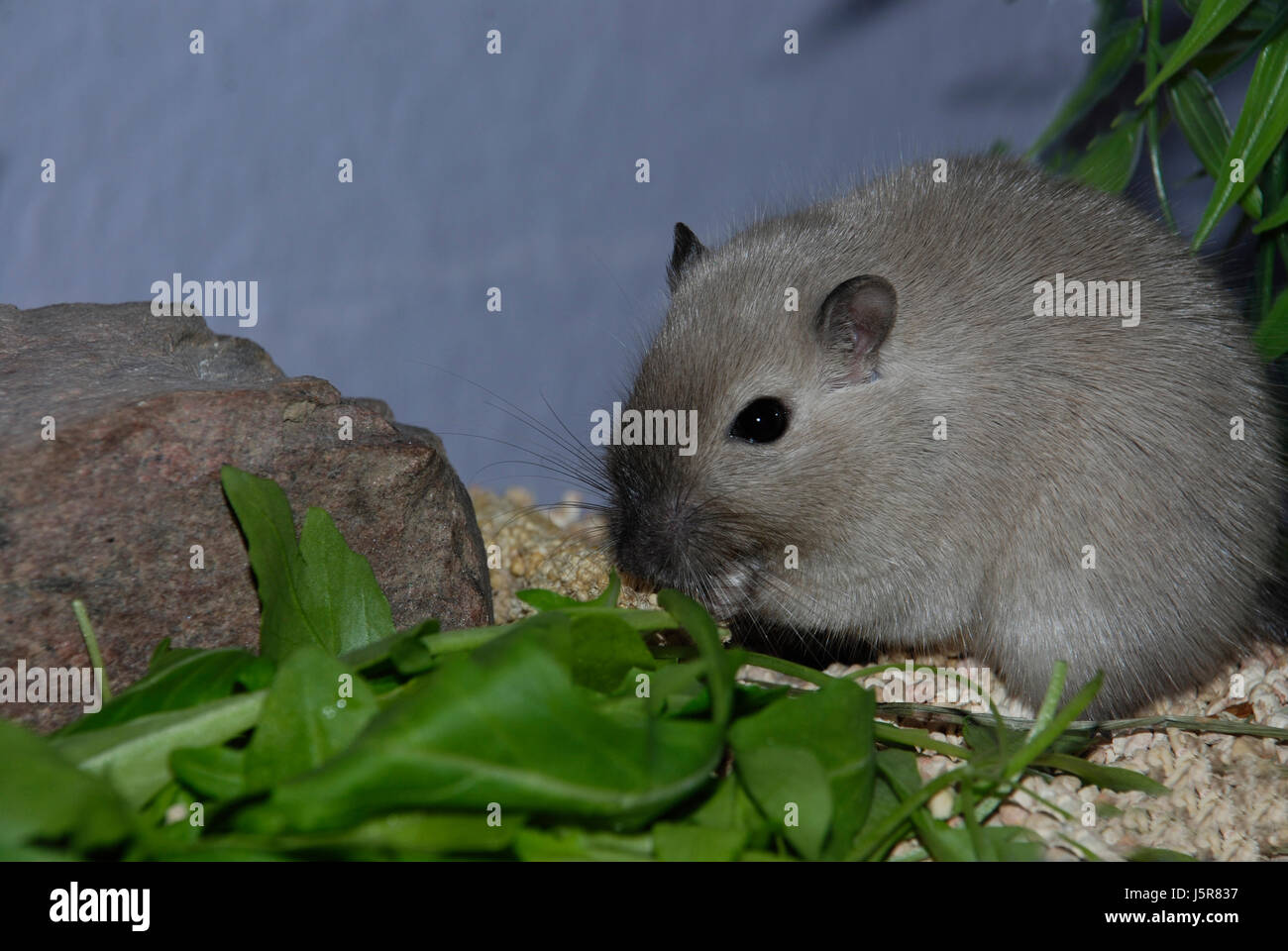 mammal rodent mongolian mouse meriones unguiculatus rennmaus mongolische Stock Photo