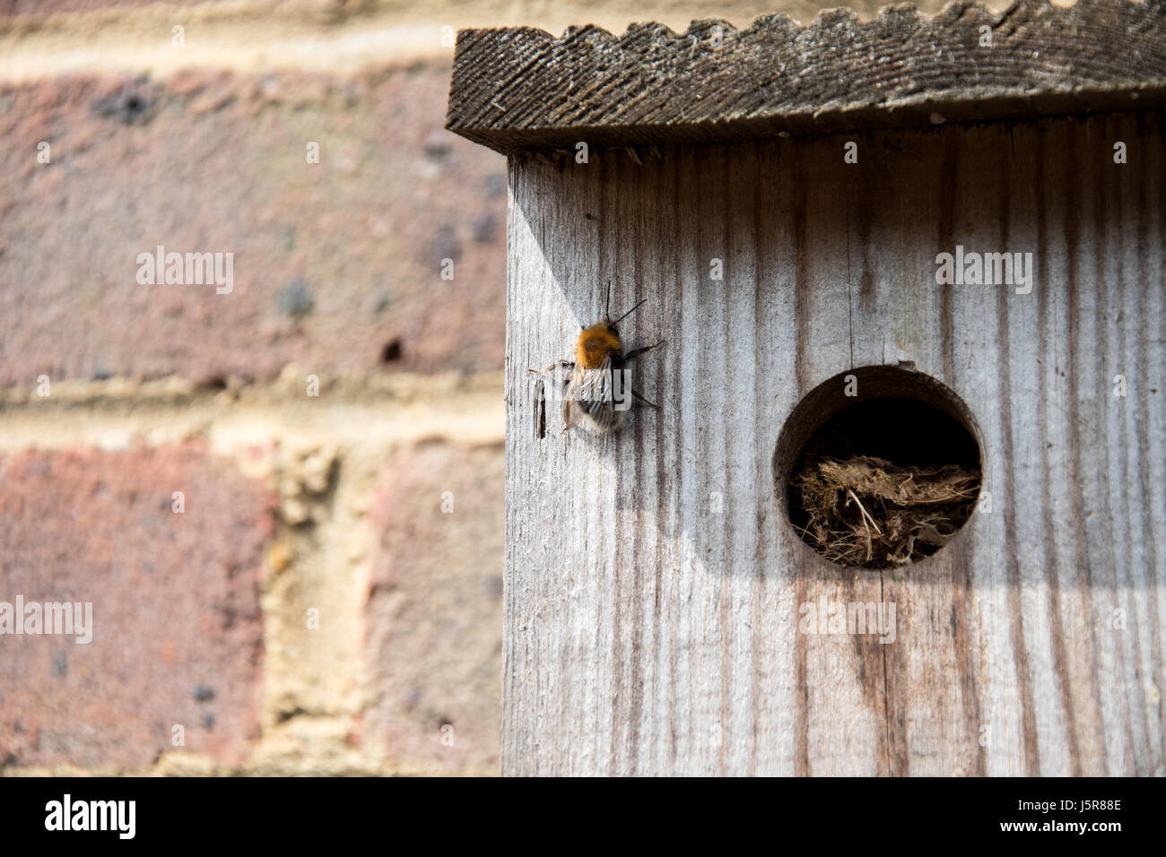 Tree bumblebee climbing outside of nest Stock Photo Alamy