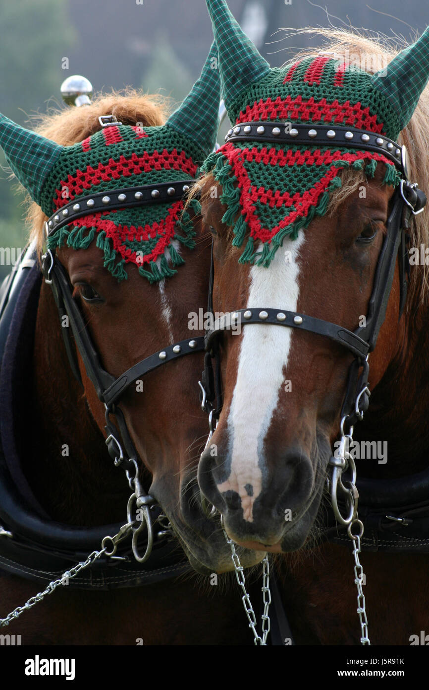Horse harness decorative hires stock photography and images Alamy