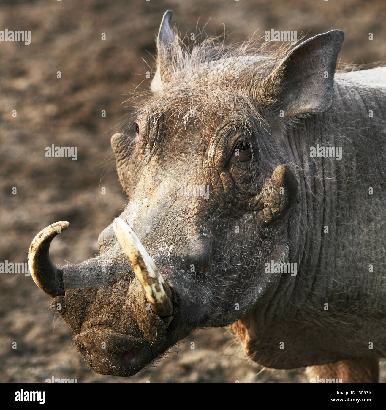 Warzenschwein portrt hi-res stock photography and images - Alamy