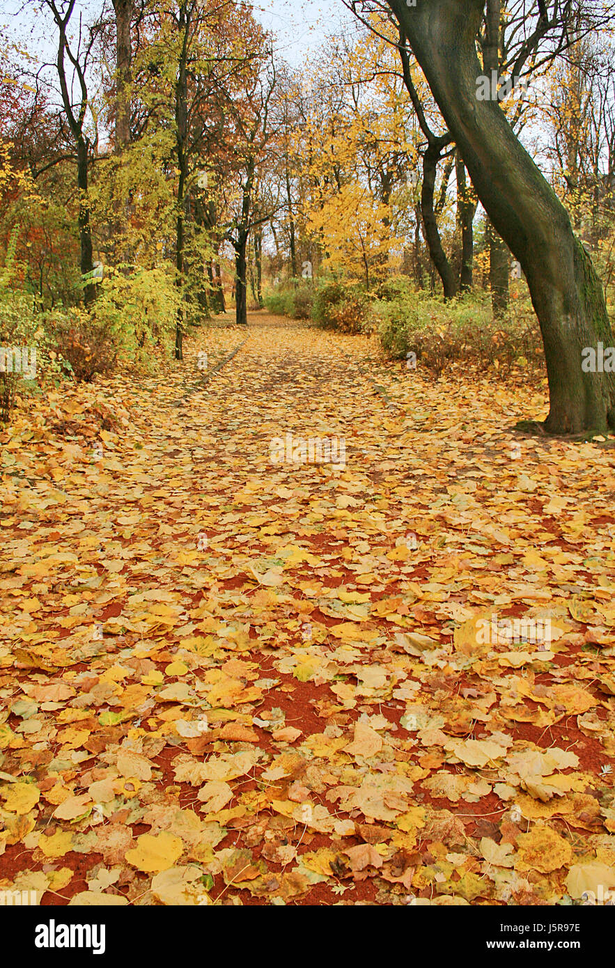 Rustle Foliage Leaves rustle hi-res stock photography and images - Alamy