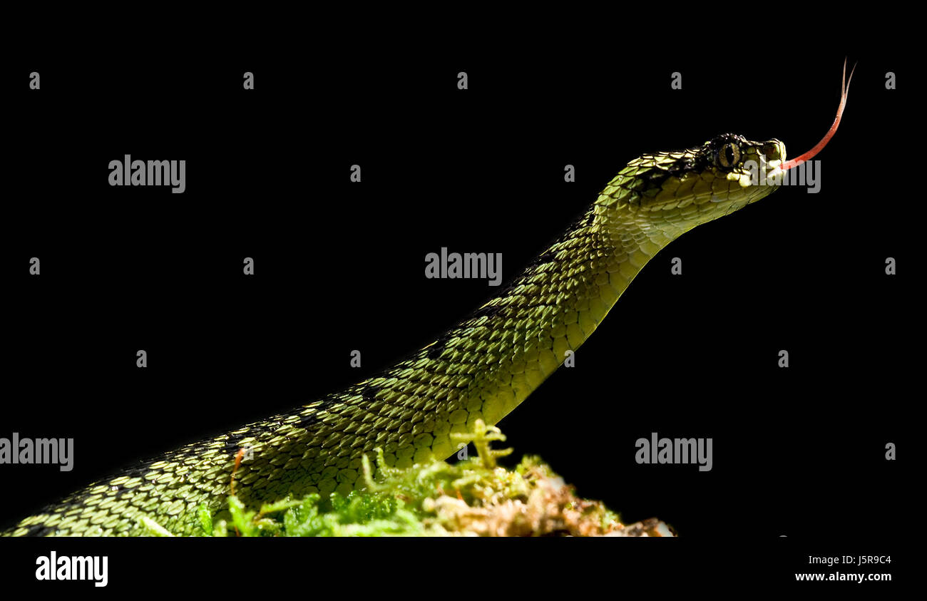 danger green teeth eyes fear hovel snake otter vipers anxious afraid attack Stock Photo