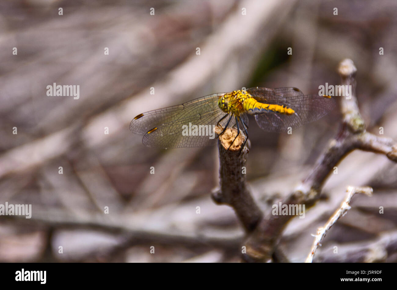 Yellow Dragonfly standing on the border of the garden Stock Photo - Alamy
