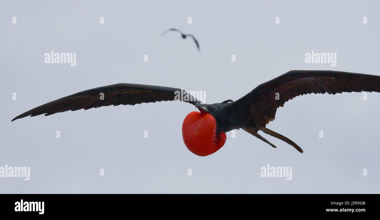 Red-bellied frigate in flight. The Galapagos Islands. Birds. Ecuador. Stock Photo