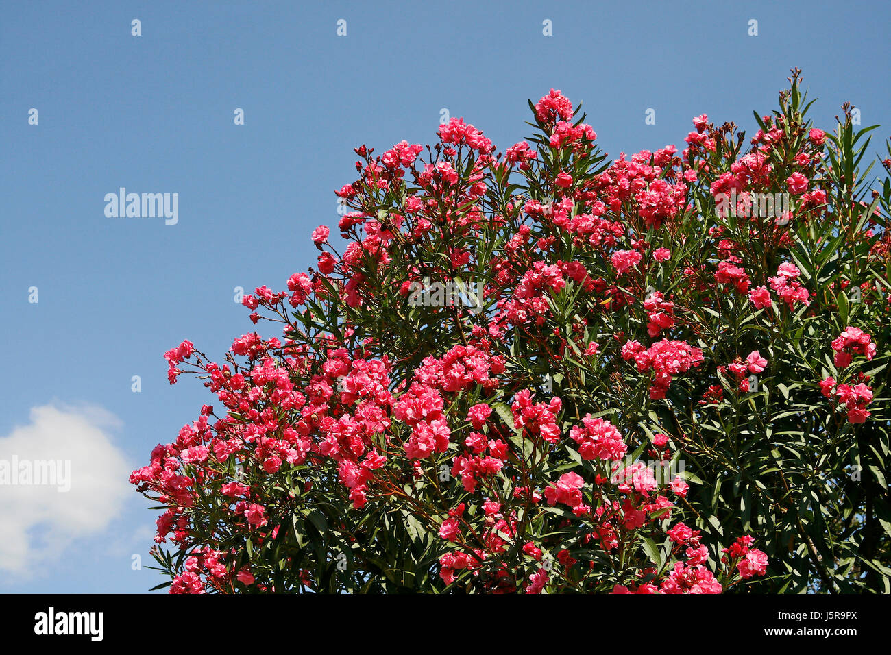 tree trees shrub oleanders red yellow pink nerium oleander oleanderbaum