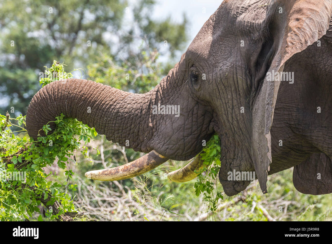 Elephant eating leaves in Kruger Park Stock Photo Alamy