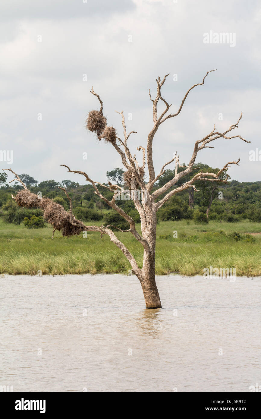 Tree in a flooded area in Kruger Park, South Africa Stock Photo