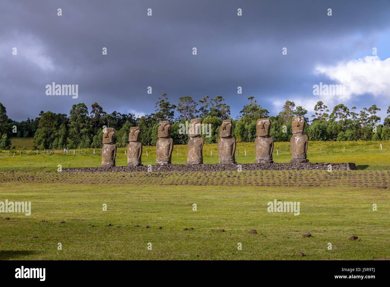 Moai Statues of Ahu Akivi, the only Moai facing the ocean Easter