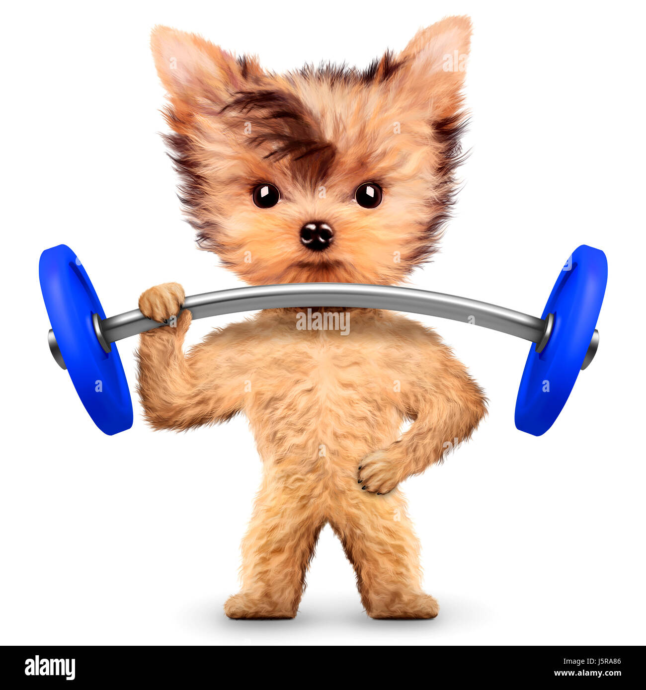 Funny dog training with barbell in sport gym. Concept of sport and ...