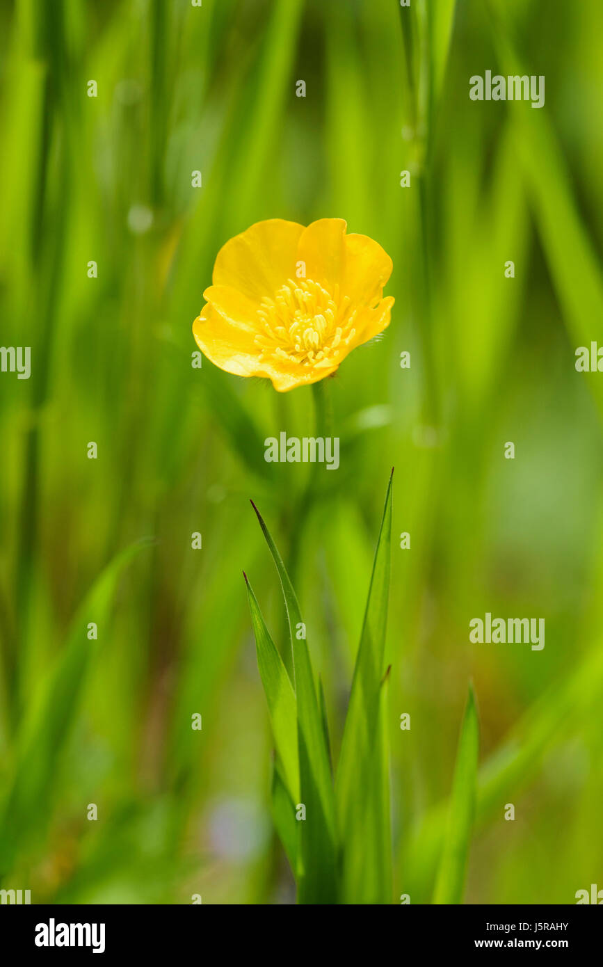 Buttercup, Meadow buttercup, Ranunculus acris, Single yellow flower growing outdoor amid green foliage. Stock Photo