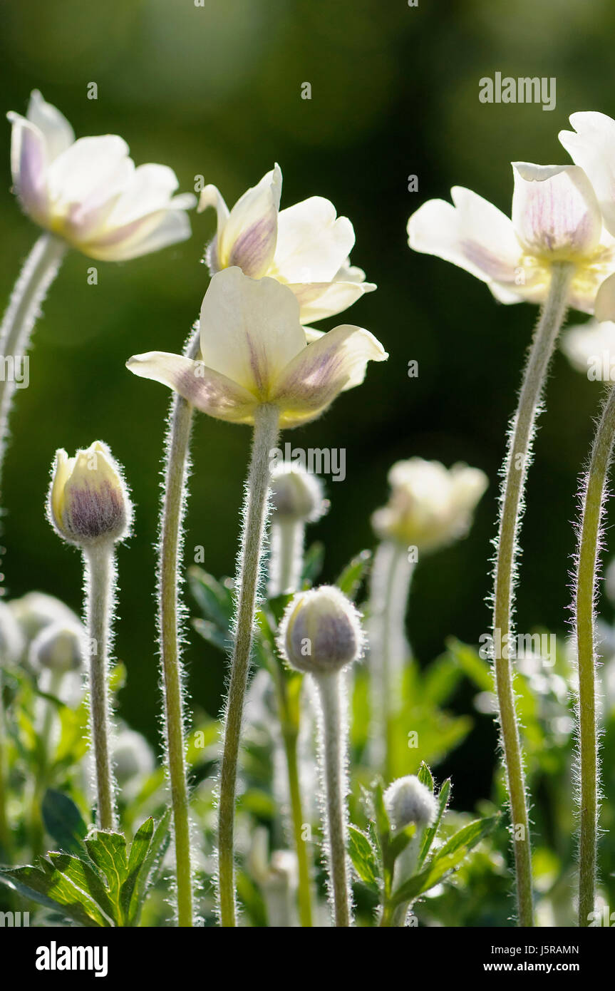 Anemone, Anemone multiifida, Small white coloured flowers growing outdoor. Stock Photo