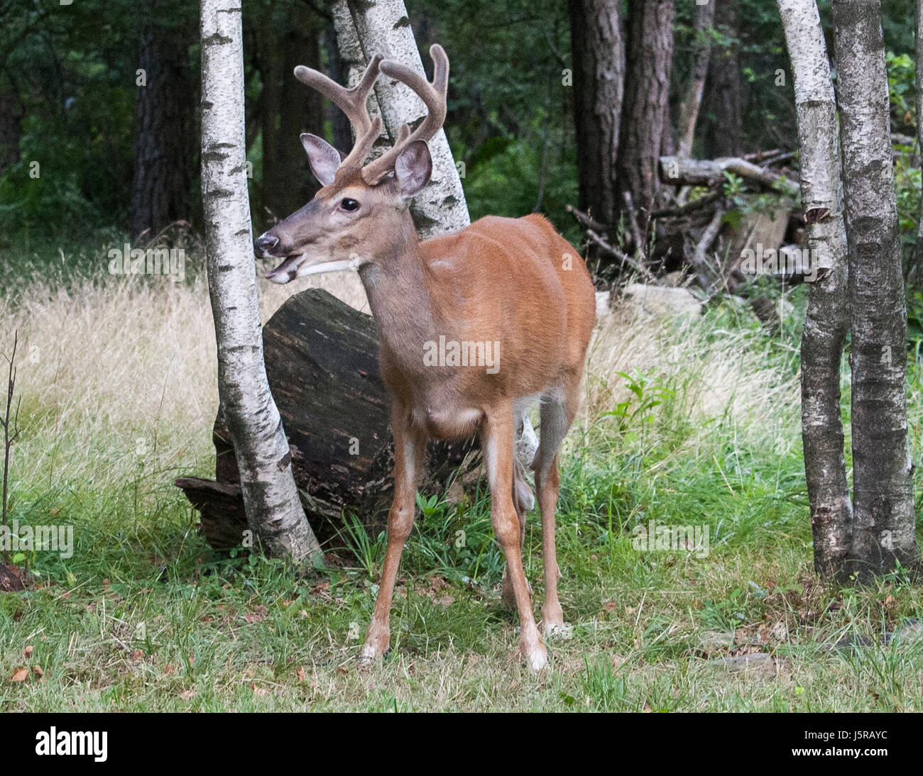 White-Tailed Deer - 6-Point Buck