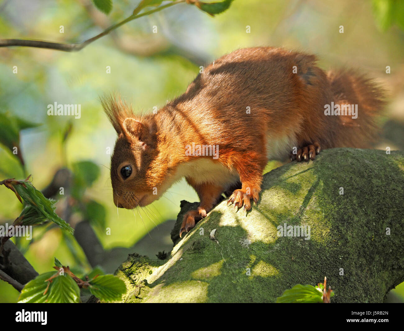 cute native Eurasian red squirrel (Sciurus vulgaris) in good light playing in beech tree in one of the UK's remaining strongholds, Cumbria, England UK Stock Photo