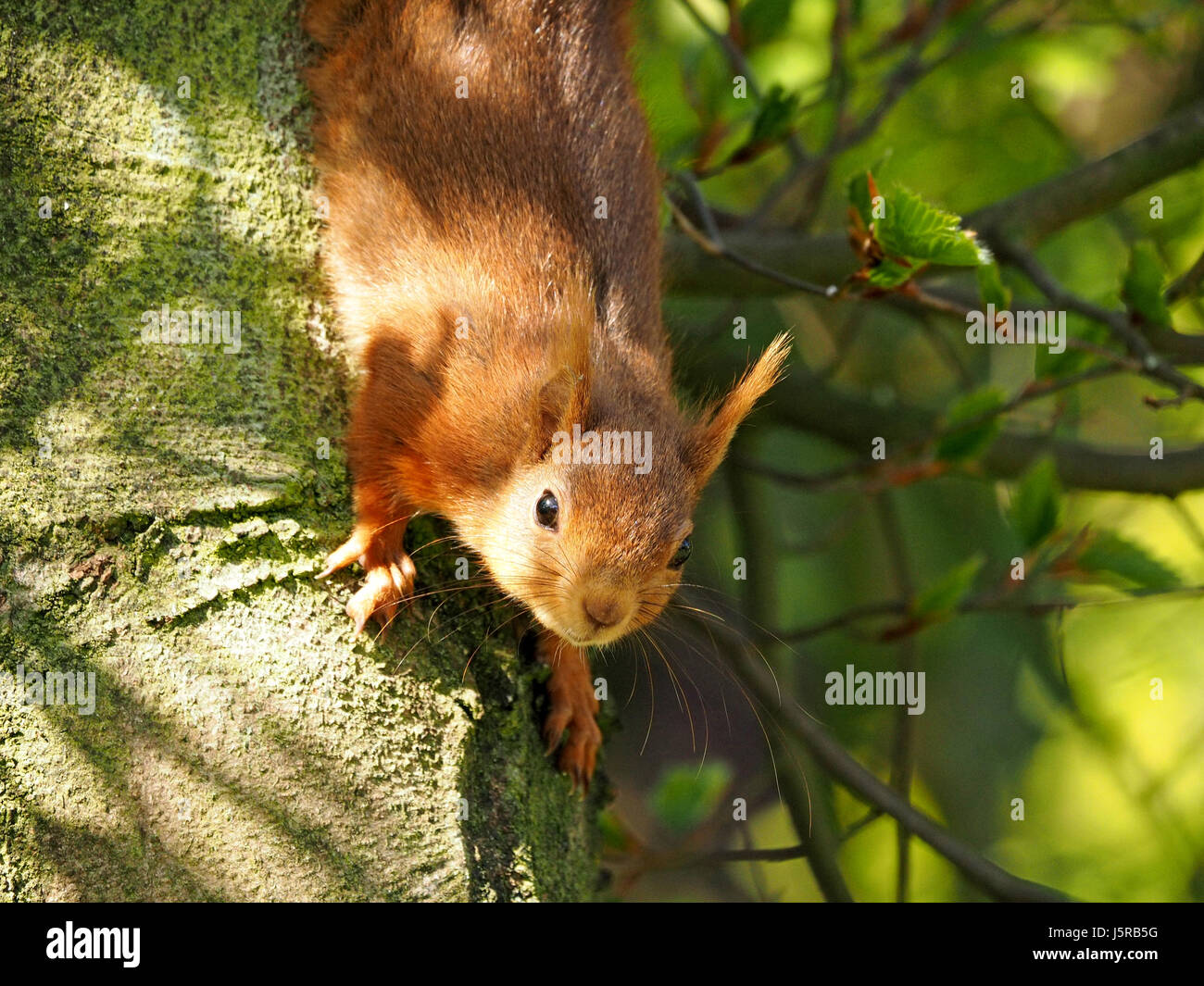 cute native Eurasian red squirrel (Sciurus vulgaris) in good light playing in beech tree in one of the UK's remaining strongholds, Cumbria, England UK Stock Photo