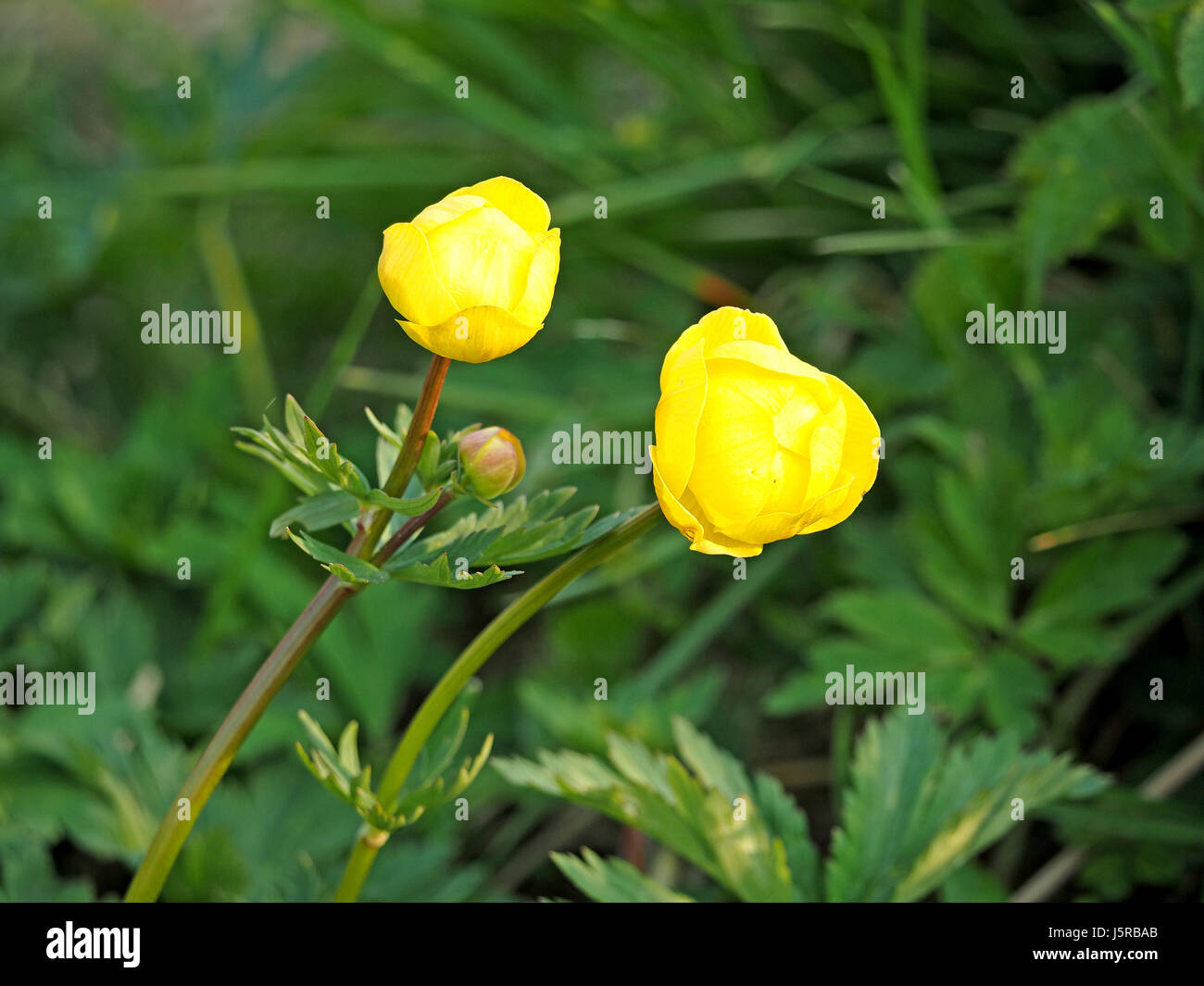 Globe Flower, or Globeflower (Trollius europaeus) with bright yellow