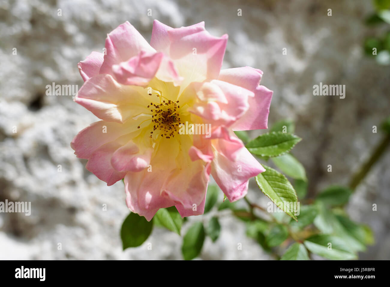 Rose 'Peace' Rosa 'Peace', Pink fringed flower growing outdoor. Stock Photo