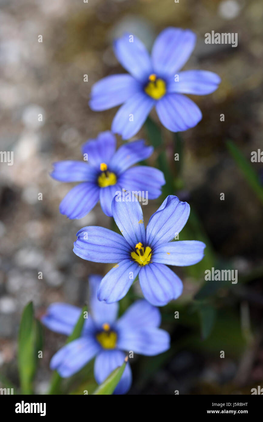 Blue-eyed grass, Sisyrinchium 'Californian Skies', Delicate blue coloured flowers growing outdoor. Stock Photo