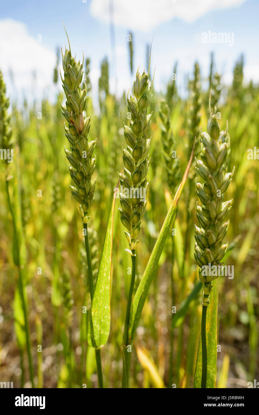 Wheat, Winter wheat, Triticum aestivum, Side view of cereal crop gowing