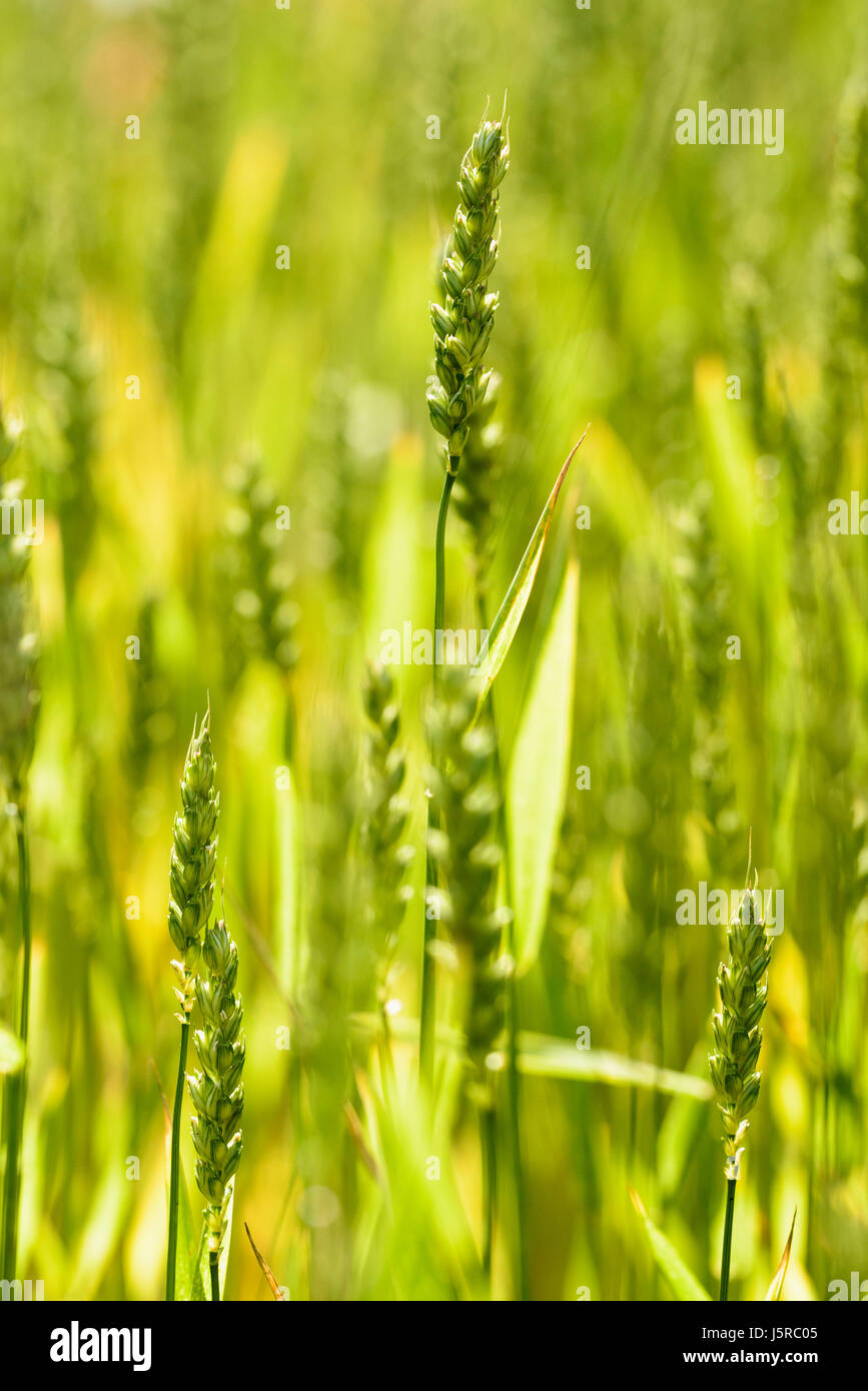 Wheat, Winter wheat, Triticum aestivum, Side view of cereal crop gowing outdoor. Stock Photo