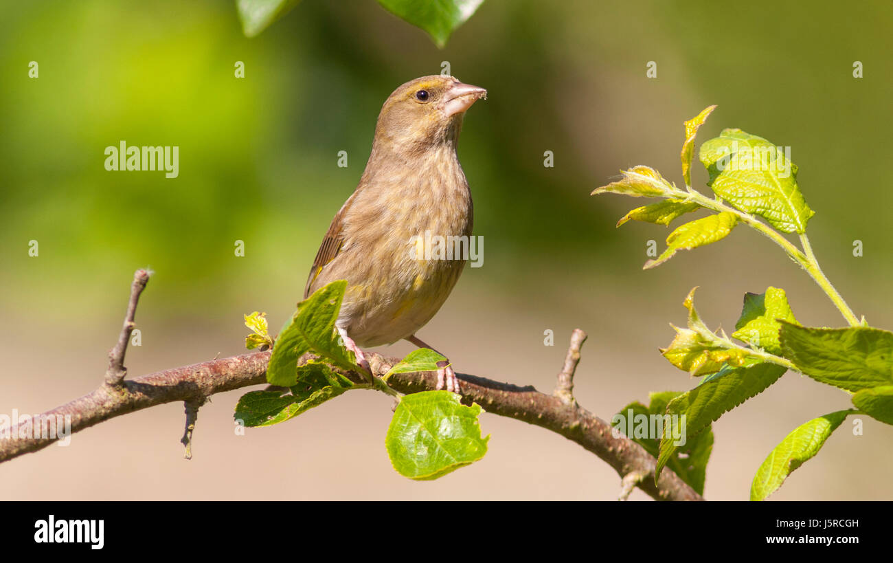 A female Greenfinch (Carduelis chloris) in the Uk Stock Photo