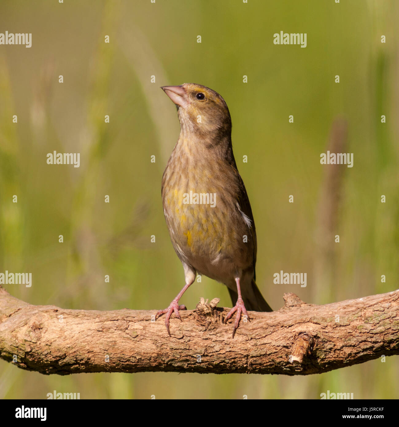 A female Greenfinch (Carduelis chloris) in the Uk Stock Photo