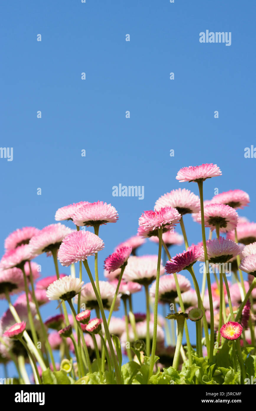 Daisy, Double daisy, Bellis perennis, side view of pink flowers growing outdoor. with blue sky behind. Stock Photo